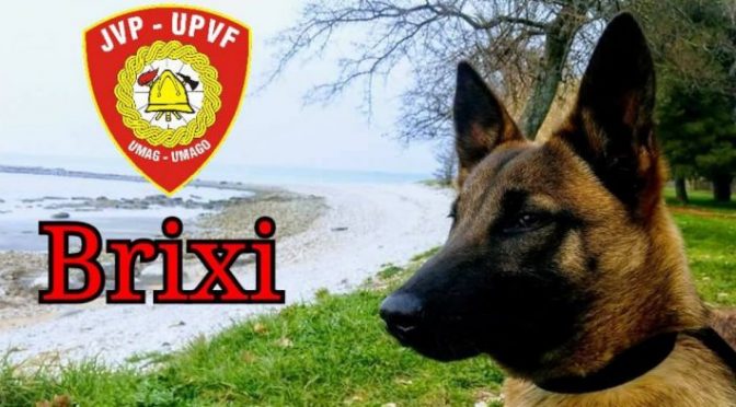 BRIXI potražni pas JVP Umag