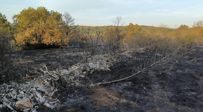 17.08.2024.ŠUMSKI POŽAR – BIBALI – BUJE